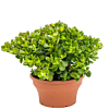 Crassula ovata Minor makkelijke plant