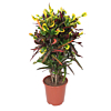 croton kantoorplant