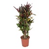 croton mammi