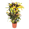 croton kamerplant