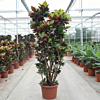Croton petra plant met gekleurde bladeren