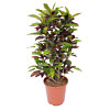 croton plant voor kantoor