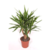 Yucca elephantipes 'Puck'