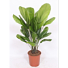 Licuala grandis