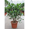 Ficus Cyathistipula
