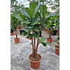 Ficus Lyrata