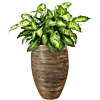 Dieffenbachia in hoge goudkleurige pot