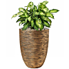 Dieffenbachia met gouden pot waterreservoir