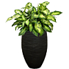 Dieffenbachia in hoge zwarte pot