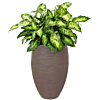 Dieffenbachia in hoge taupe pot