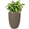 Dieffenbachia met taupe pot waterreservoir