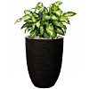 Dieffenbachia met zwarte pot waterreservoir