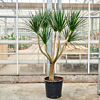 Dracaena draco kamerplant