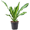 Dracaena fragrans 'Burley'