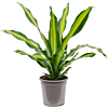 Dracaena Burley groengele kamerplant