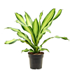Dracaena fragrans Charley makkelijke kantoorplant