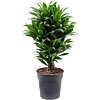 Dracaena fragrans compacta kantoorplant