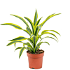 Dracaena fragrans 'Lemon Lime'