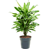 Dracaena Golden Coast kantoorbeplanting