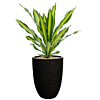 Dracaena in bloempot met waterbuffer