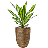 Dracaena in goud kleurige bloempot