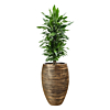 mooie dracaena capi pot goud
