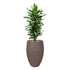 mooie dracaena capi pot taupe