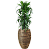 Dracaena in pot met waterreservoir