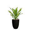 dracaena in bloempot capi
