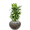 luxe kantoorplant met pot
