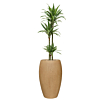 dracaena in bruin beige plantenbak