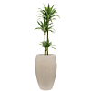 dracaena in bruin plantenbak
