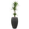 dracaena in antraciet plantenbak