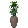 Sterke plant in pot met waterreservoir