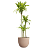 Dracaena lemon in roze sierpot