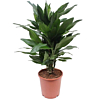 Dracaena Janet Lind planten