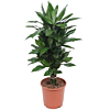 Dracaena makkelijke kantoorplant