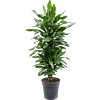 Dracaena Janet Lind sterke plant