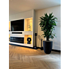 Dracaena in Capi (4x/jaar water)