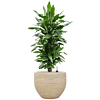 dracaena kantoorbeplanting in pot