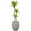 Dracaena lemon lime kantoorplant in hoge pot