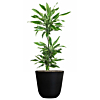 voordelige dracaena in pot