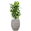 dracaena voor kantoor met pot