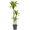Dracaena lemon lime kantoorplant