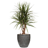 Dracaena marginata in grijze pot 