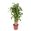 Dracaena Massangeana zwarte stam