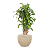 Dracaena Massangeana in beige ribbel pot