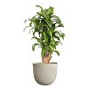 Dracaena Massangeana in plastic pot