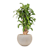 Dracaena Massangeana plant voor kantoor in pot