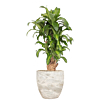 Dracaena Massangeana in witte pot